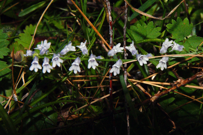 Anarrhinum corsicum (endemica nuova per la Sardegna)